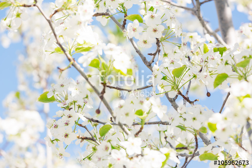 Цветы_109