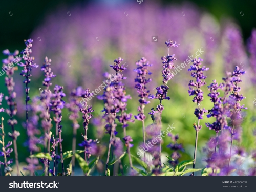 Цветы_407