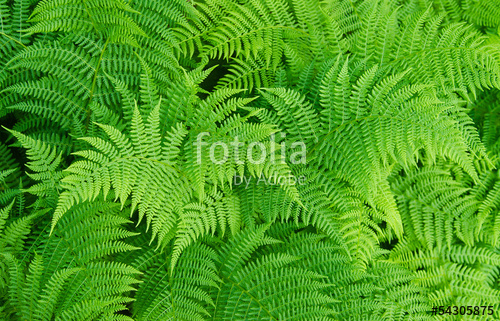 Растительность_110