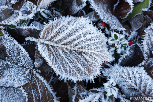 Растительность_128