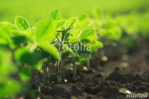 Растительность_161