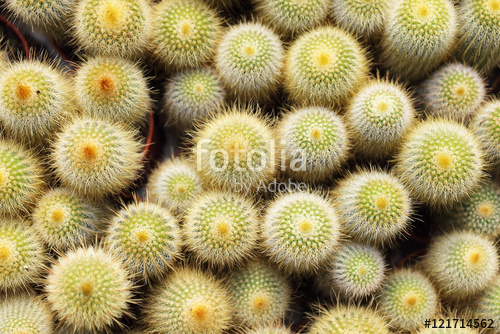 Растительность_1