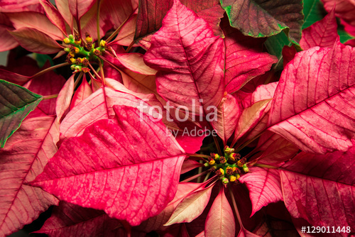 Растительность_201