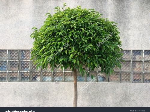 Растительность_226