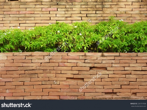 Растительность_278