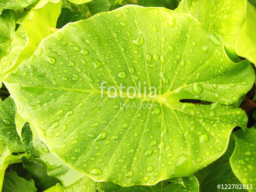 Растительность_37