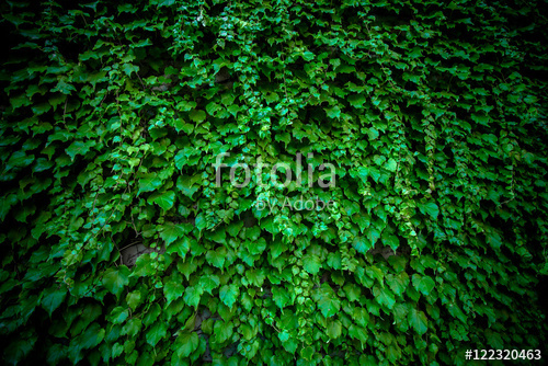 Растительность_44