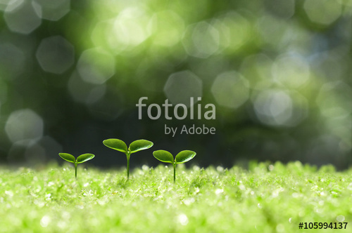 Растительность_46