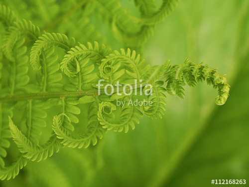 Растительность_54