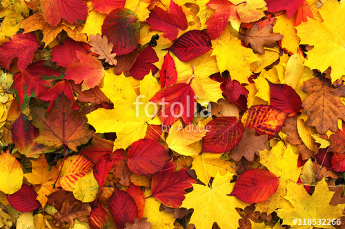 Растительность_69