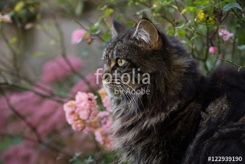 Животные_181