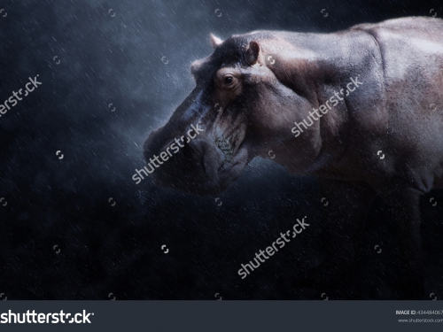 Животные_249