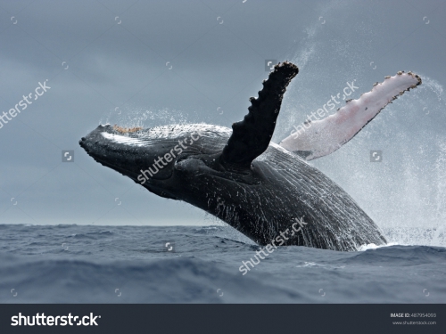 Животные_256