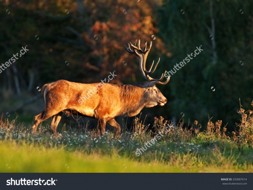 Животные_261